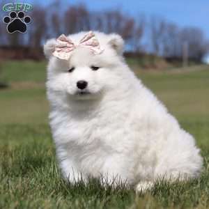 Millie, Samoyed Puppy